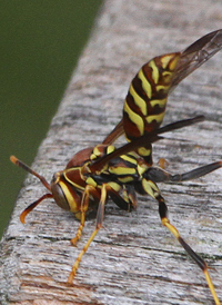 Polistes exclamans